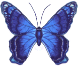 Butterflies in full color 114