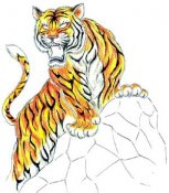 Tiger-03