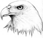 Eagle08