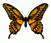 Butterflies in full color 01