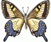 Butterflies in full color 02