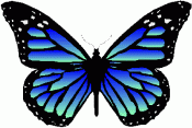 Butterflies in full color 08