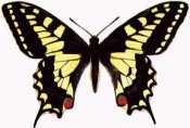Butterflies in full color 11