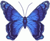 Butterflies in full color 114