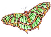 Butterflies in full color 141