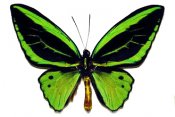 Butterflies in full color 15