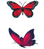Butterflies in full color 152