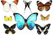 Butterflies in full color 16