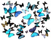 Butterflies in full color 17