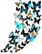 Butterflies in full color 18