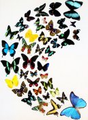 Butterflies in full color 19