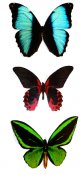 Butterflies in full color 21