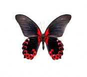 Butterflies in full color 24