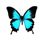 Butterflies in full color 25