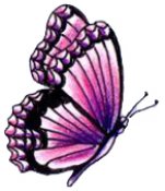 Butterflies in full color 42