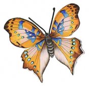 Butterflies in full color 52