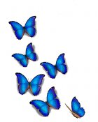 Butterflies in full color 7