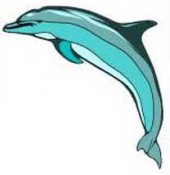 Dolphin-11